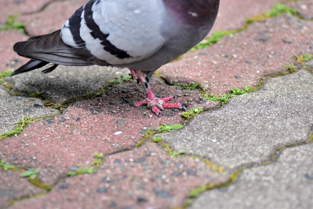 鳩の足に糸が絡んで歩きにくそうでした　^_^;　２