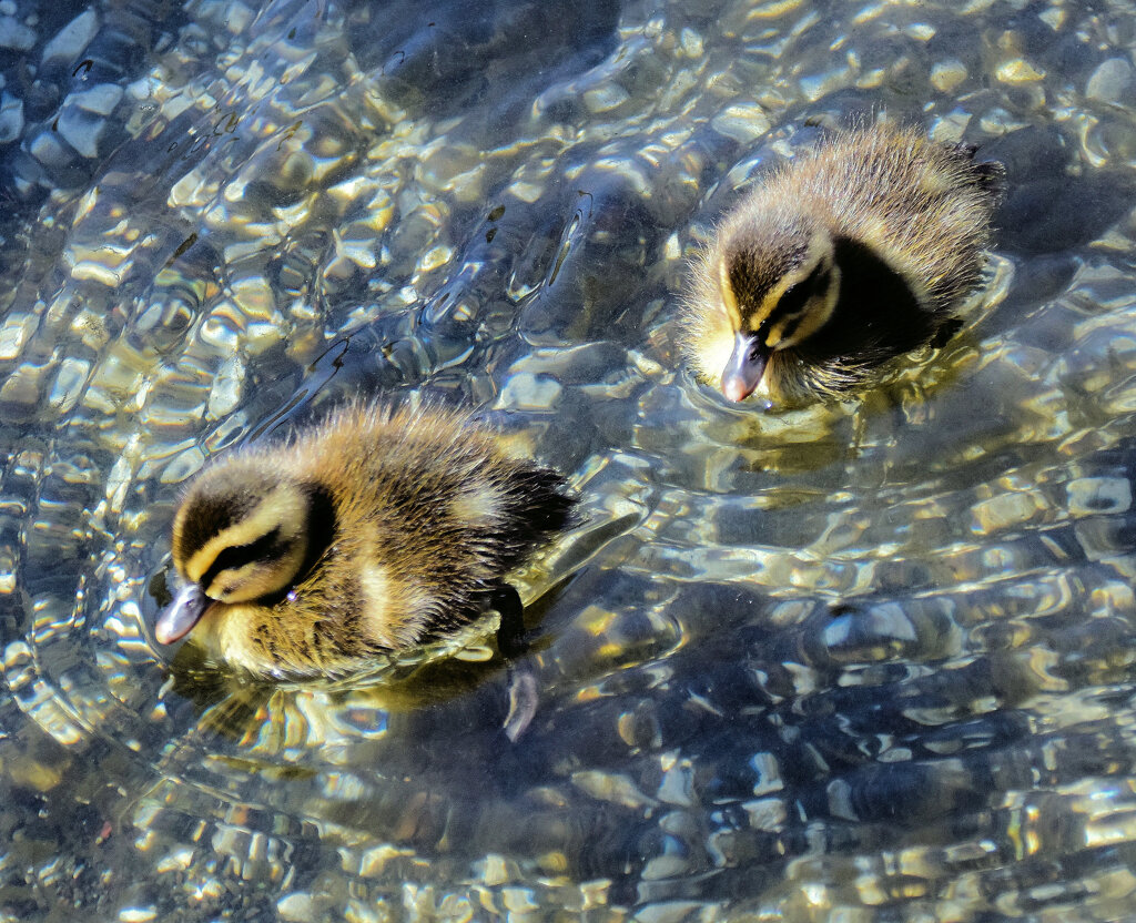 カルガモの雛ちゃん　８