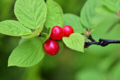 熟した山桜桃の実　３