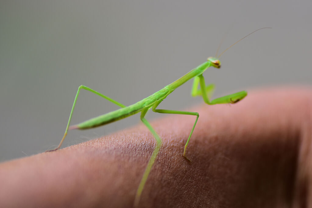 自転車で走行中に虹橋☆爺の腕に現れた　２/2
