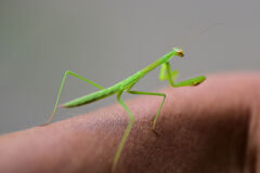自転車で走行中に虹橋☆爺の腕に現れた　２/2