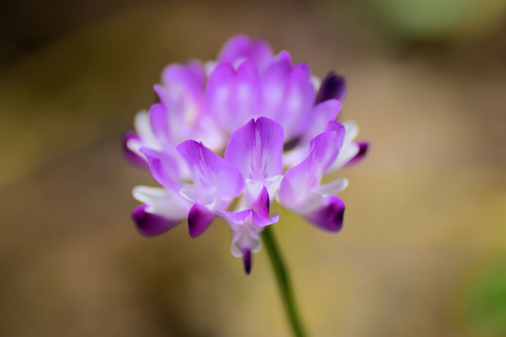 蓮華草　１