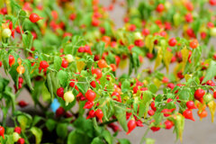 観賞用ピーマン『雫』５