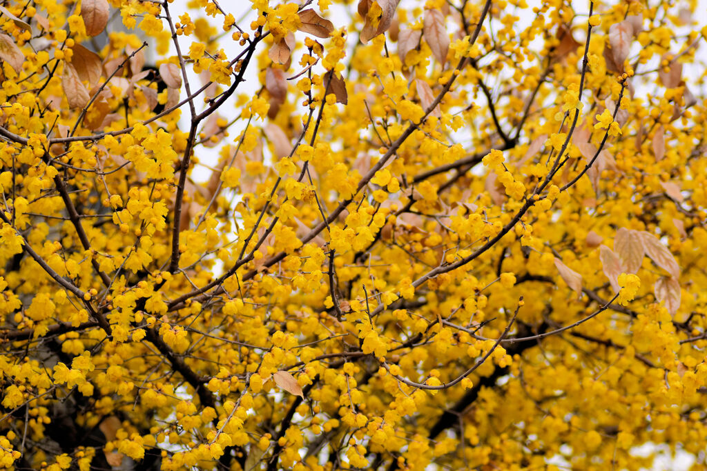 蝋梅を綺麗と思えない隣人がいる・・・１