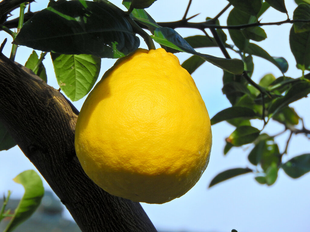 ジャンボレモン　１