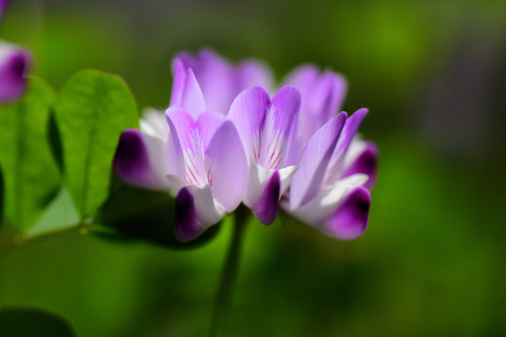 蓮華草 （れんげそう）  蓮華（れんげ）　紫雲英（げんげ）３