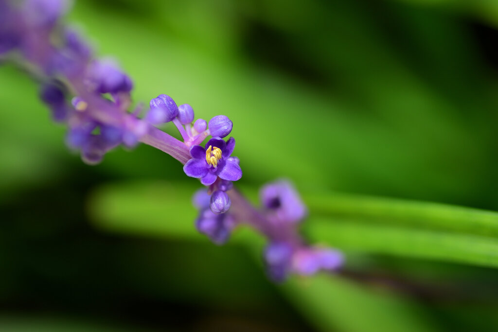 藪蘭が開花　４