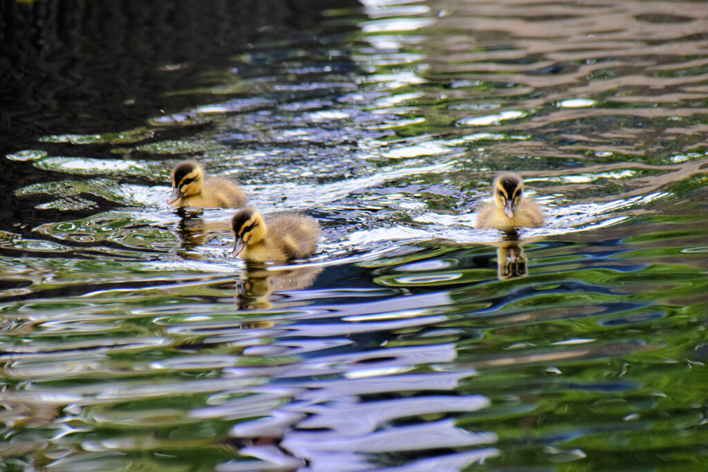 先週　誕生したカルガモの雛10羽は3羽に減りました｡･ﾟ(ﾟ⊃ω⊂ﾟ)ﾟ･｡　２