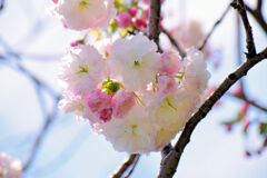 八重桜の♡を探して・・・１