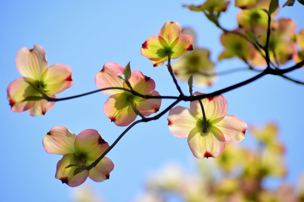 花水木　６