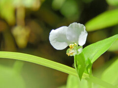 シロバナツユクサ  しろばなつゆくさ（白花露草） ツユクサ科　２
