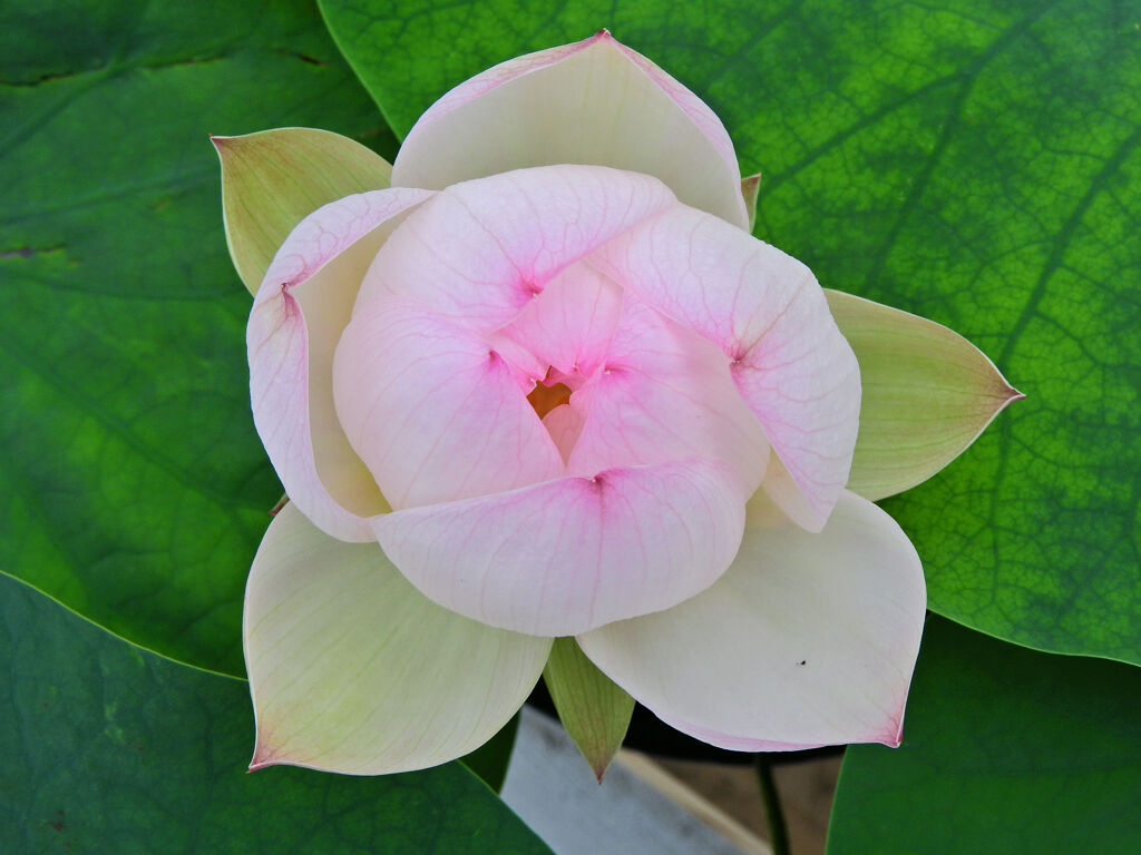 溝ノ口　大蓮寺　蓮の花　８