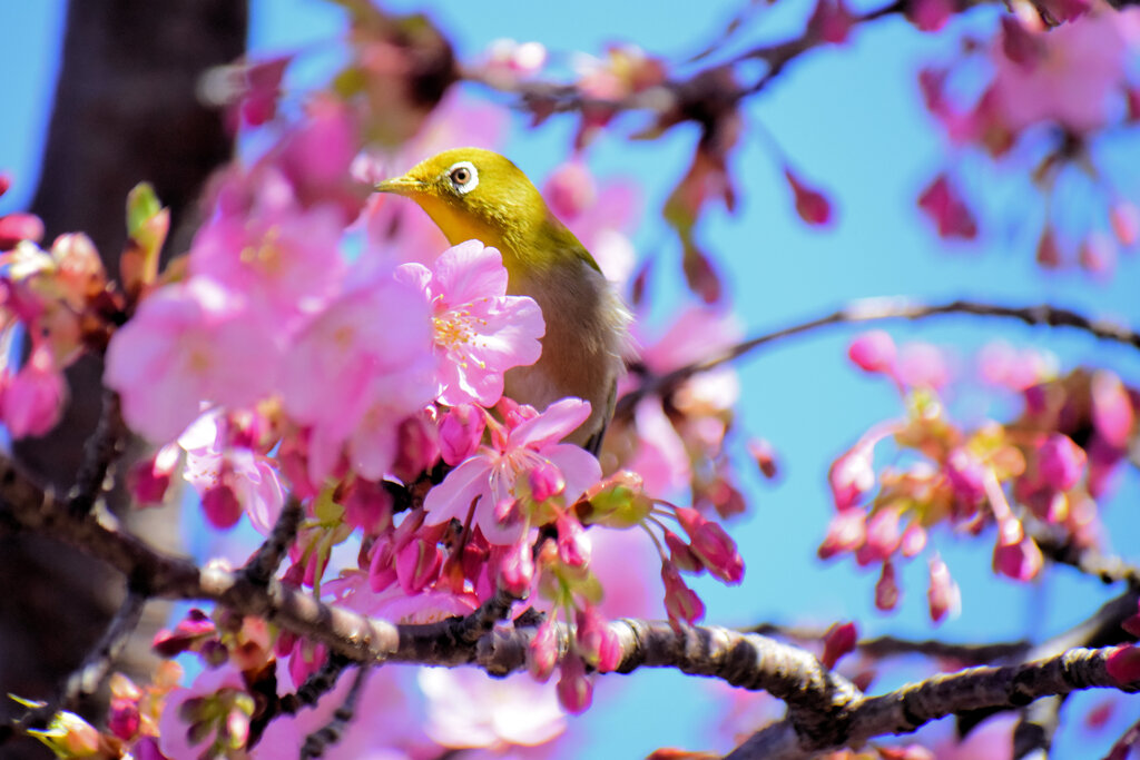 河津サクジロウ　⑦