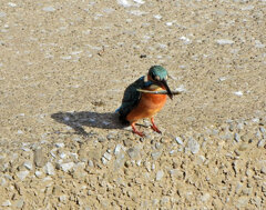 お魚を咥えた　カワセミ　さん