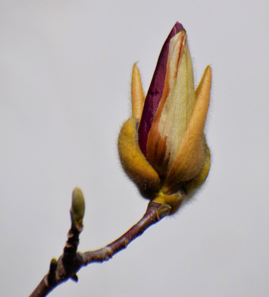 紫木蓮の蕾　２