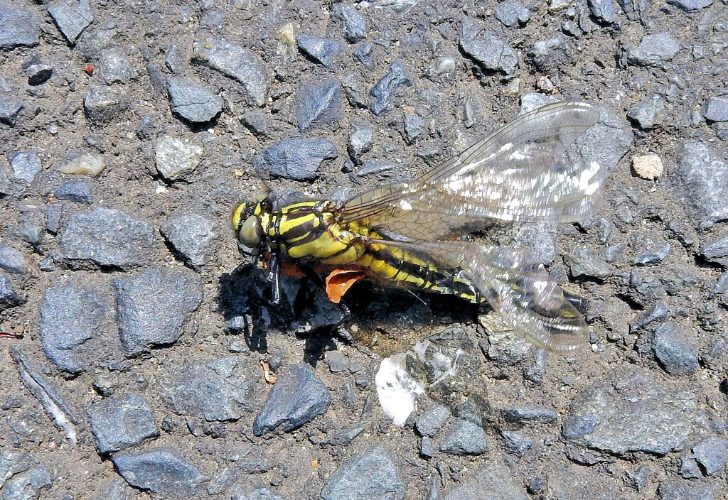 羽化して間もないシオヤトンボ♀　１