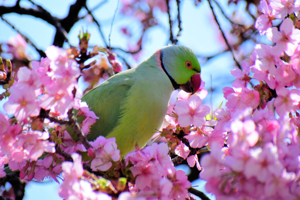 ワカケホンセイインコ（輪掛本青鸚哥）２０