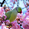 ワカケホンセイインコ（輪掛本青鸚哥）２０