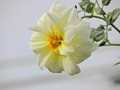 八重咲き皇帝ダリア白花　３