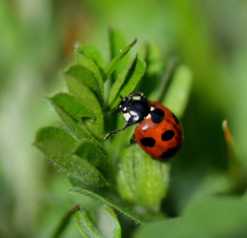 ナナホシテントウ　さん　６