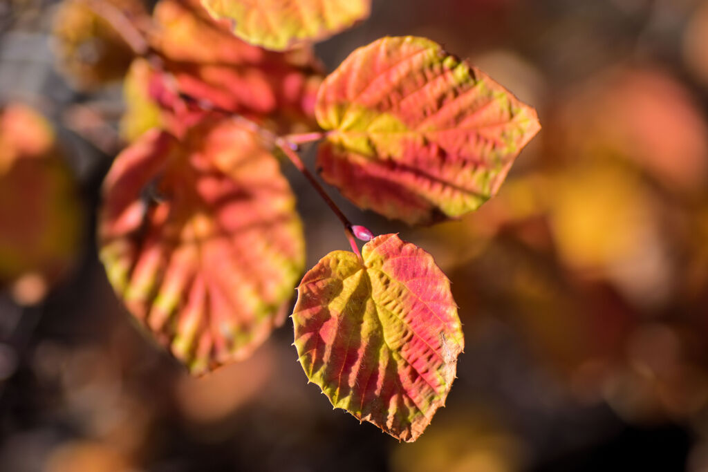 まだ残っていた　日向水木 （ひゅうがみずき）の紅葉❤️
