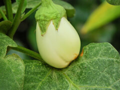 白い茄子　４