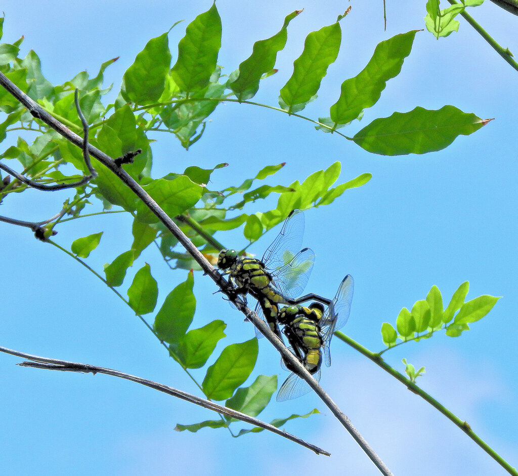 オニヤンマの合体！！