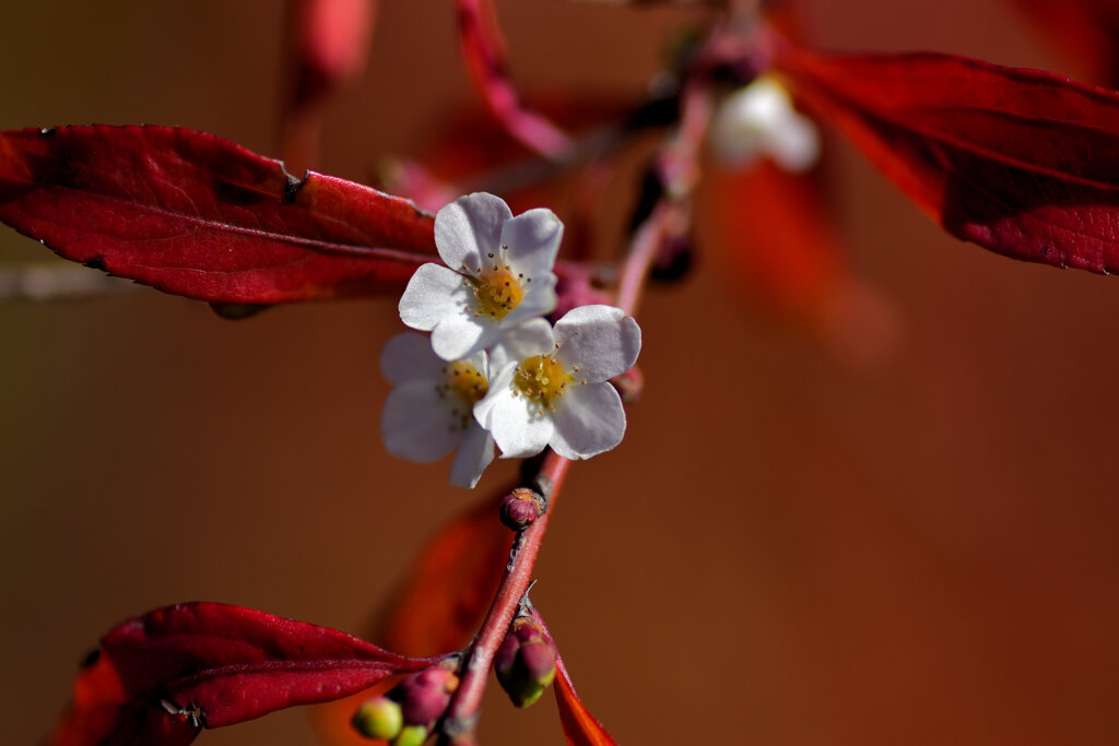 紅葉しながら花咲かす　ユキヤナギ　３