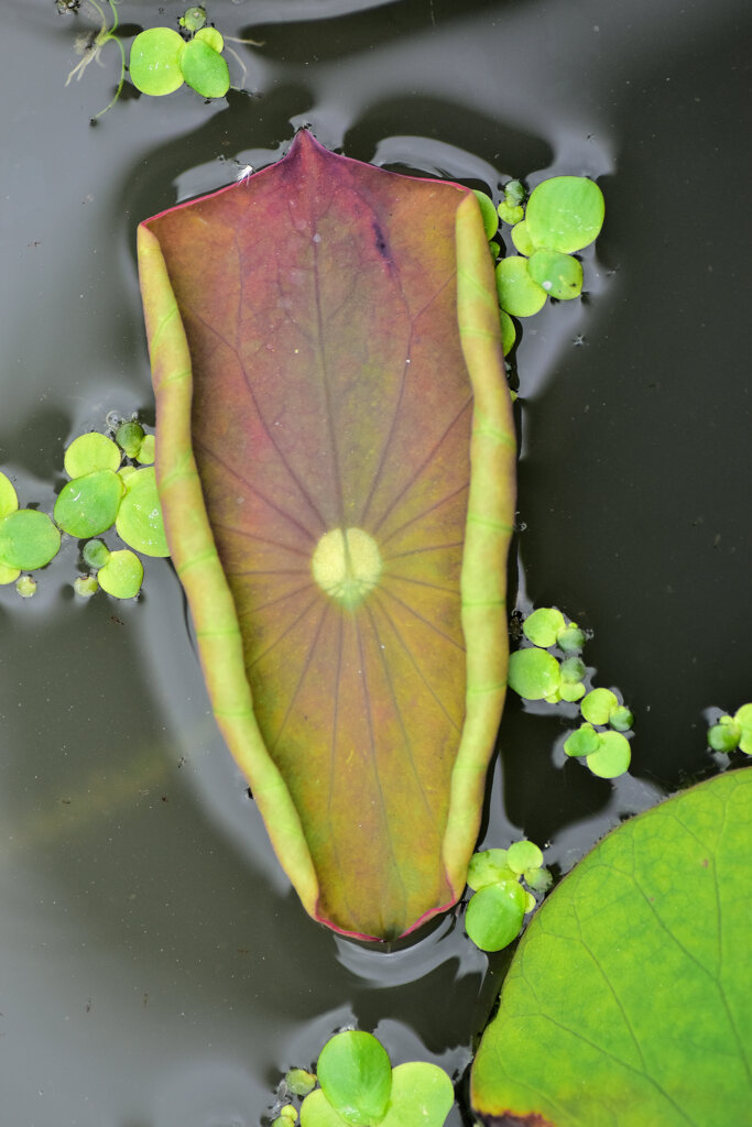 蓮の芽吹き　５