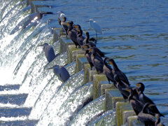 堰で獲物を待つ　川鵜や青鷺など・・・１０