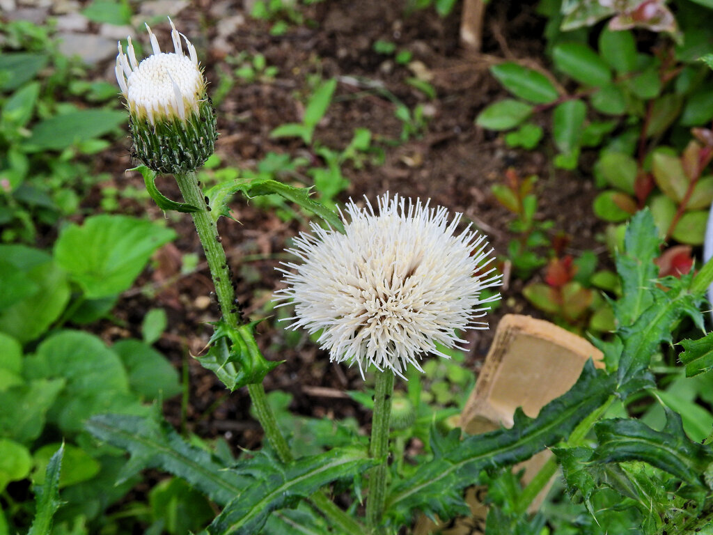 シロバナノアザミ（白花野薊）３