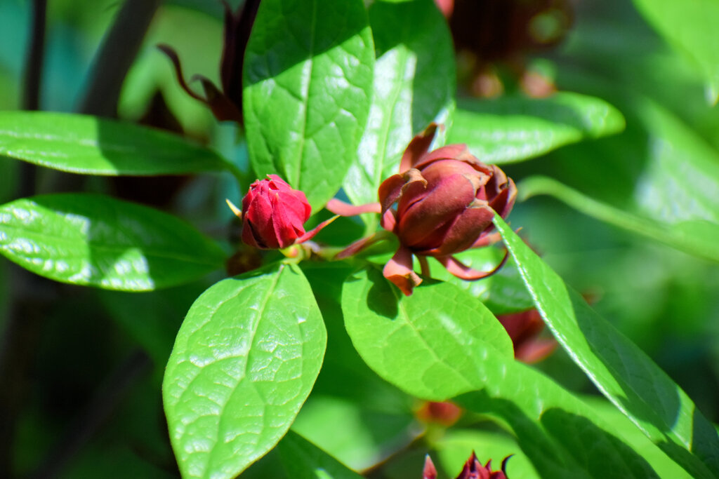 アメリカ蠟梅 （アメリカろうばい） 黒花蠟梅（くろばなろうばい）７