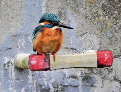 カワセミ　９