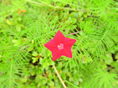 縷紅草 （るこうそう）　１