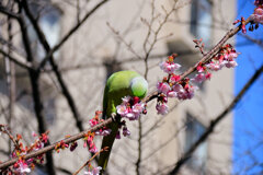 野生のワカケホンセイインコ 桜の花を食い散らかす　８