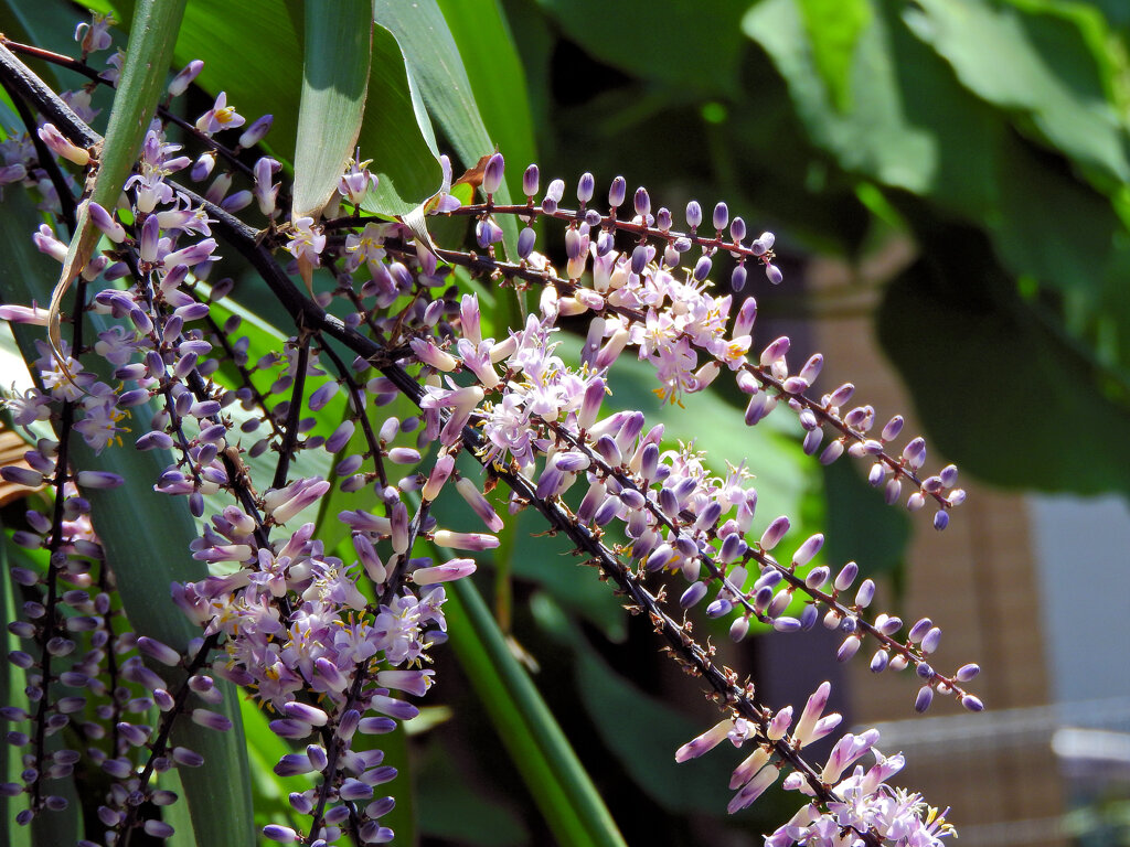 「コルディリネ・ストリクタ」 （青ドラセナ）６