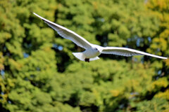 等々力緑地公園・・釣り堀池でユリカモメ　３