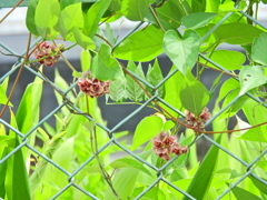 エアポテト（宇宙いも）　花　２