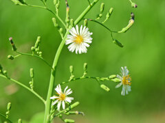 秋の野芥子 （あきののげし）１