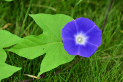 あさがおぉ～　１