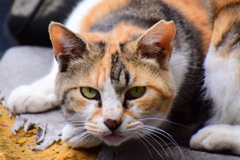 民家の朽ちたオートバイの上で地域猫さん(=`☻ω☻´=)ﾑ!　２