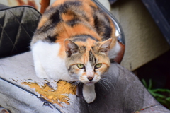 民家の朽ちたオートバイの上で地域猫さん(=`☻ω☻´=)ﾑ!　３