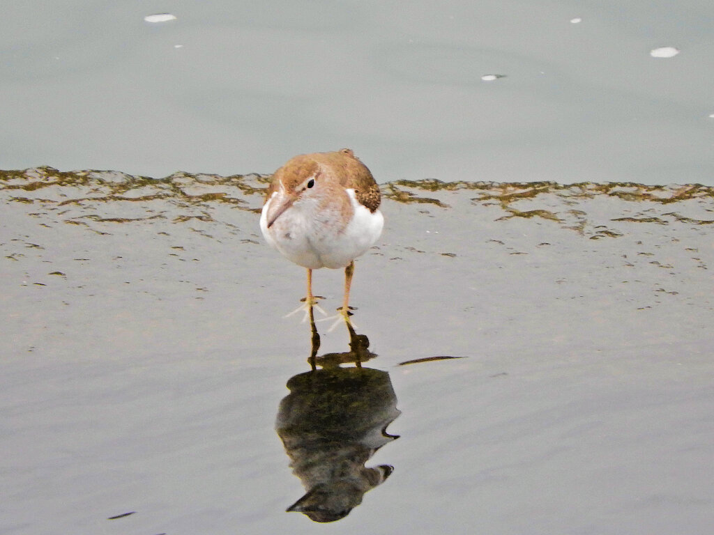 矢上川で　イソシギ　４