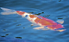 矢上川で錦鯉　２