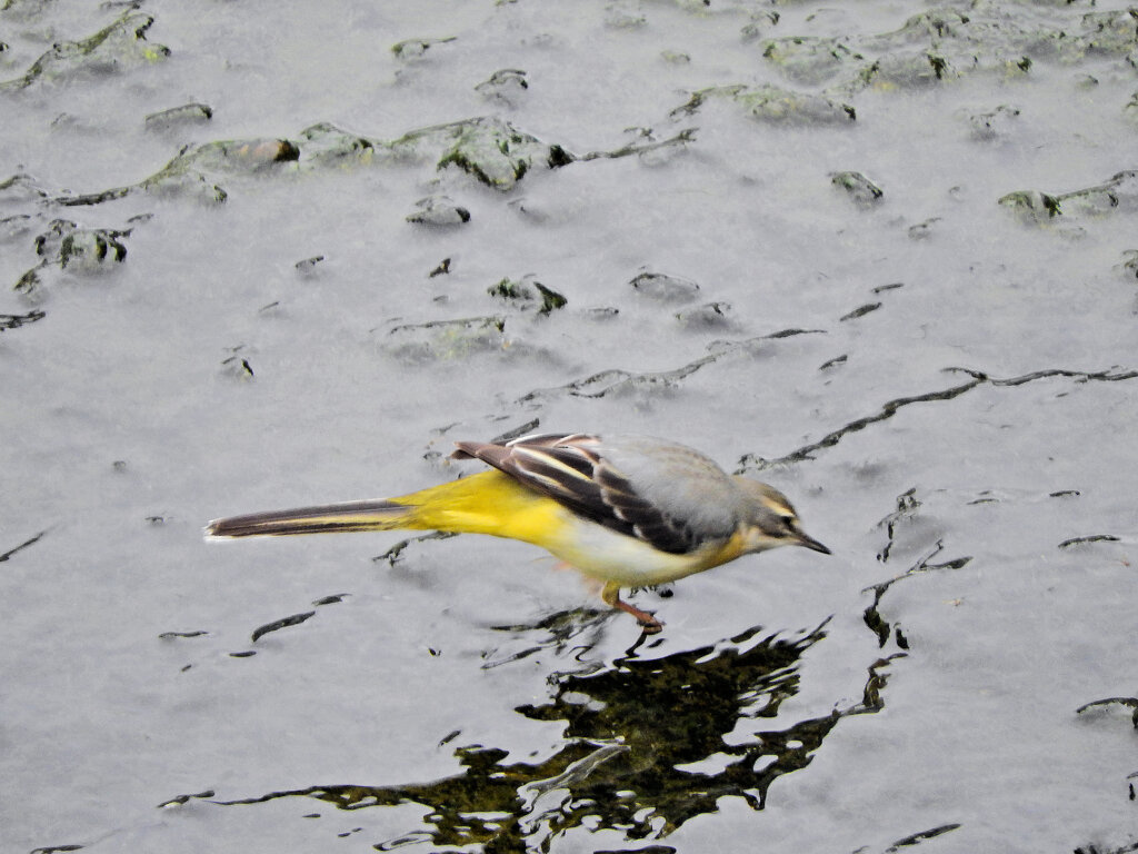 久々のキセキレイ　４