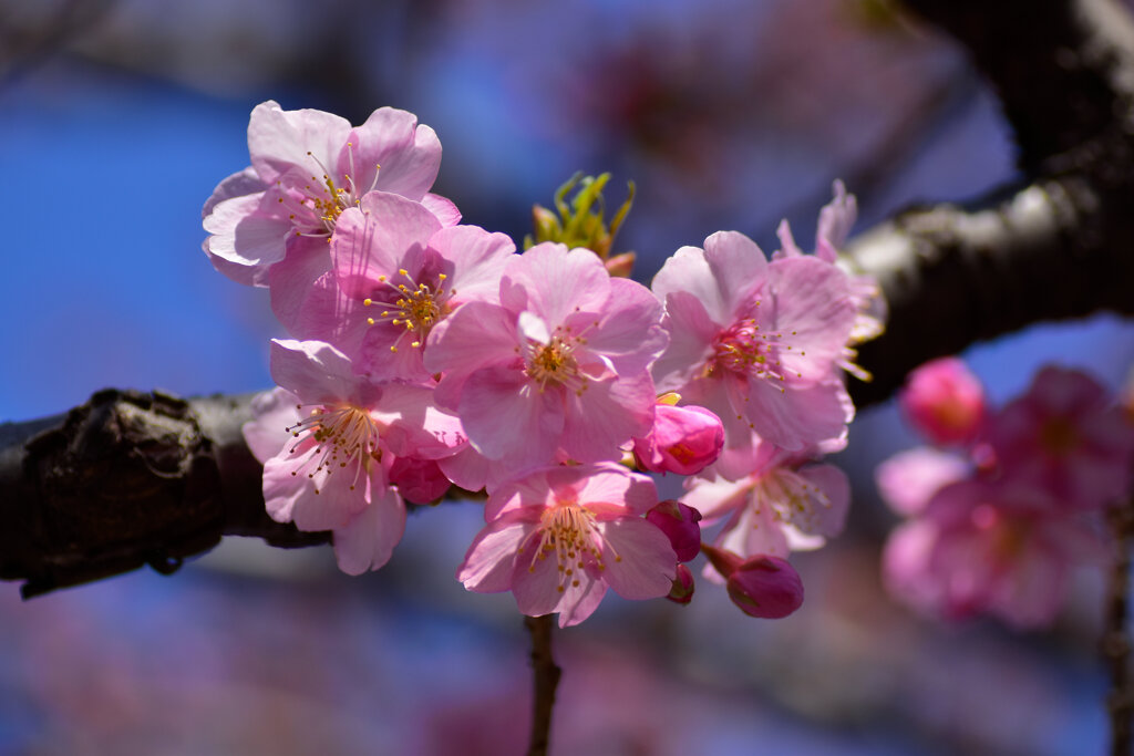 河津桜　４