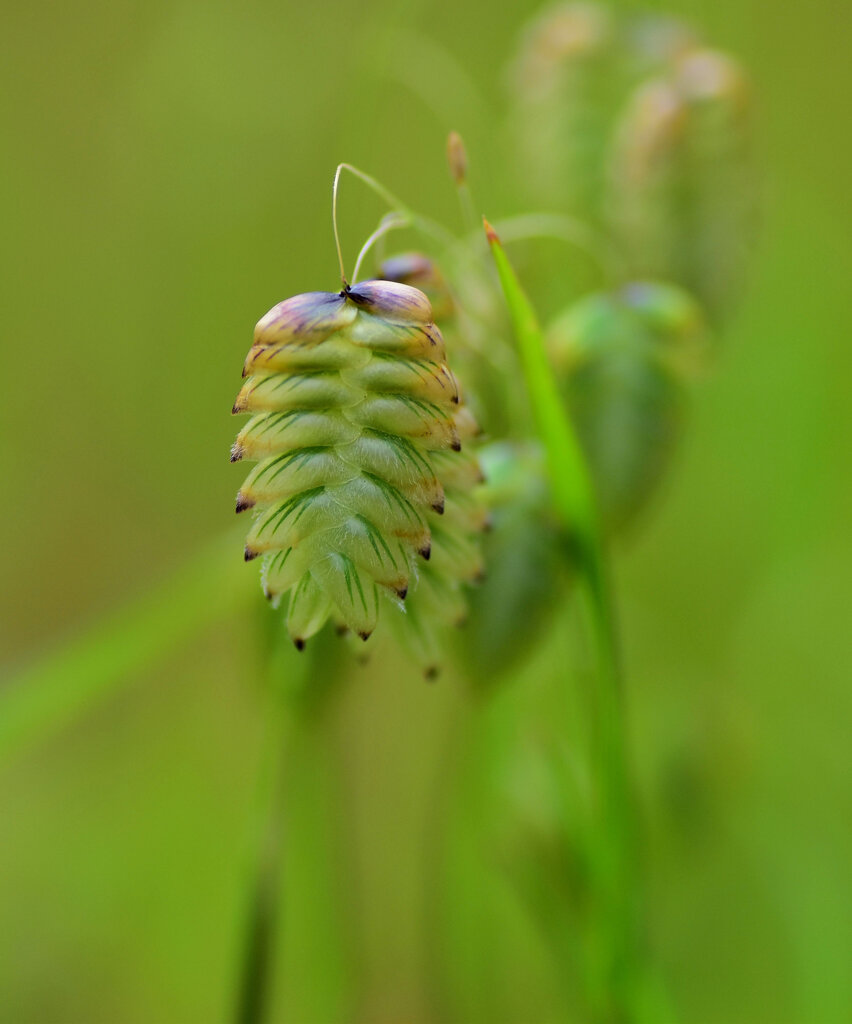 小判草 （こばんそう）１０