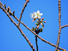ヒマラヤ桜　開花　３