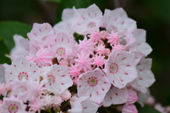 カルミア   アメリカ石楠花（しゃくなげ）　９