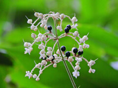 藪茗荷　花と実　３